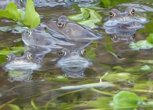 frogs