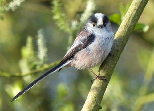 long tailed tit