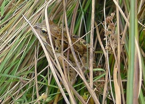 common frog