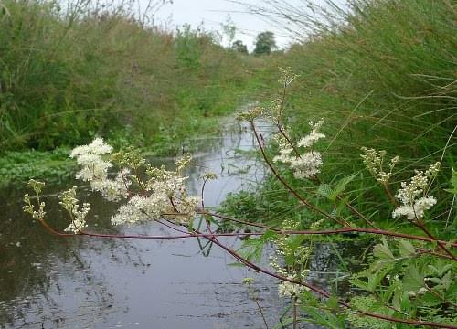 meadowsweet