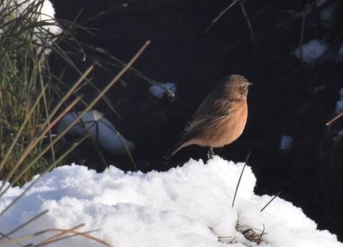 reed bunting