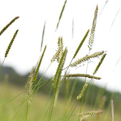 grasses