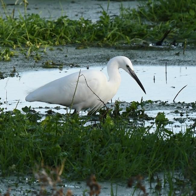 Little Egret