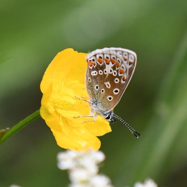 common blue