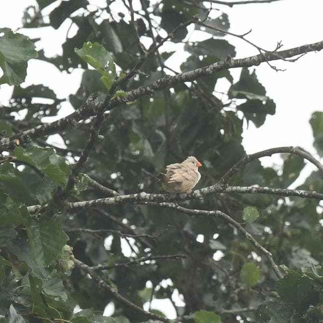 Zebra Finch