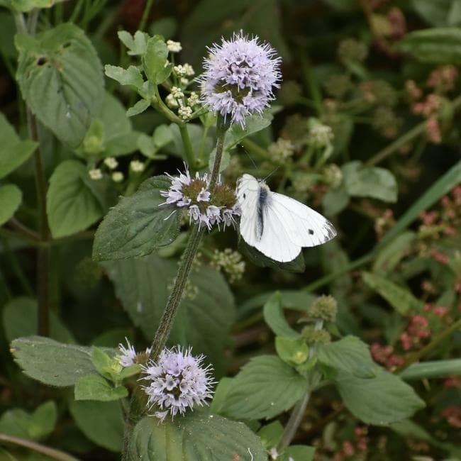 water mint