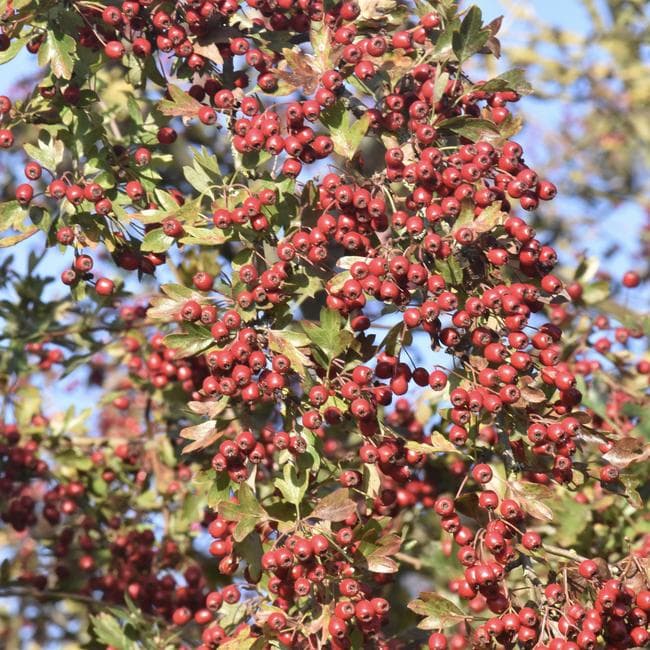 hawthorn
