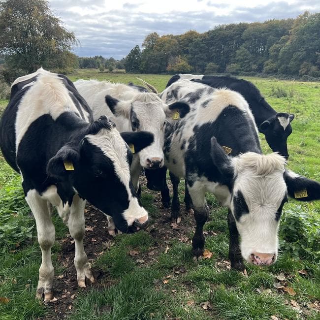 Cattle