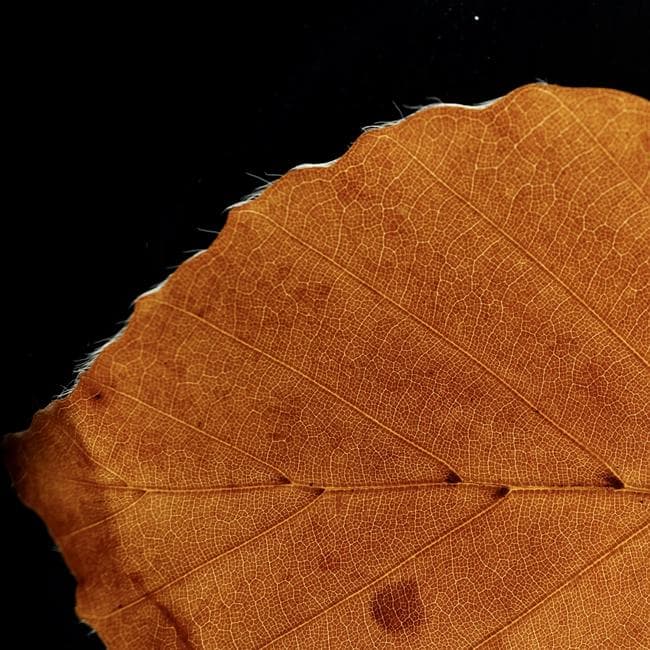 beech leaf