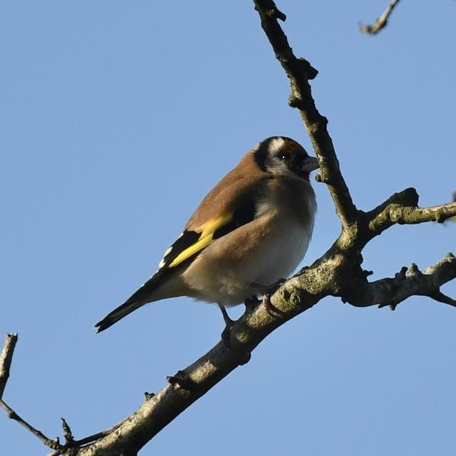 goldfinch