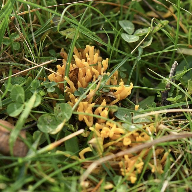 yellow coral