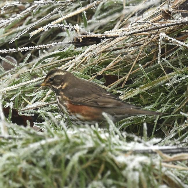 redwing