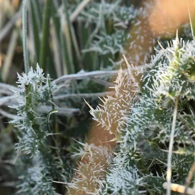 Frost