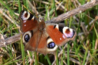 Peaccock butterfly